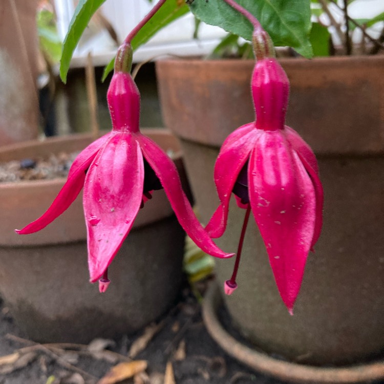 plant image 1726627 plant image 1726627
