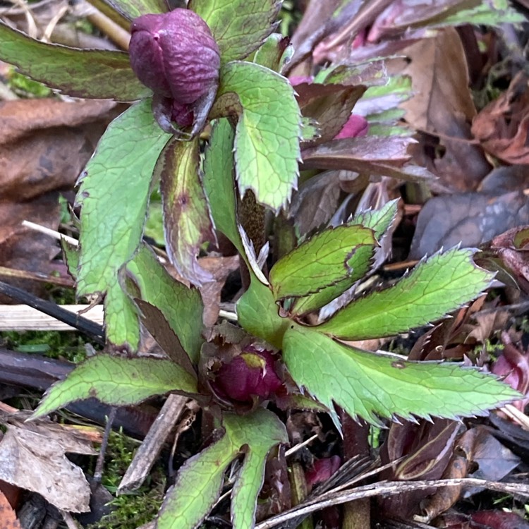 plant image 1728490 plant image 1728490