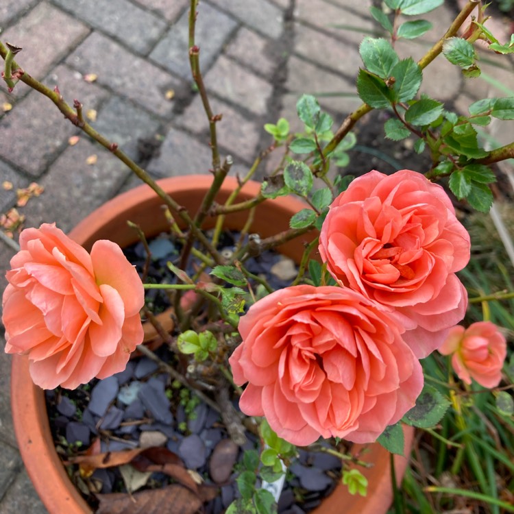 plant image 1728669 plant image 1728669