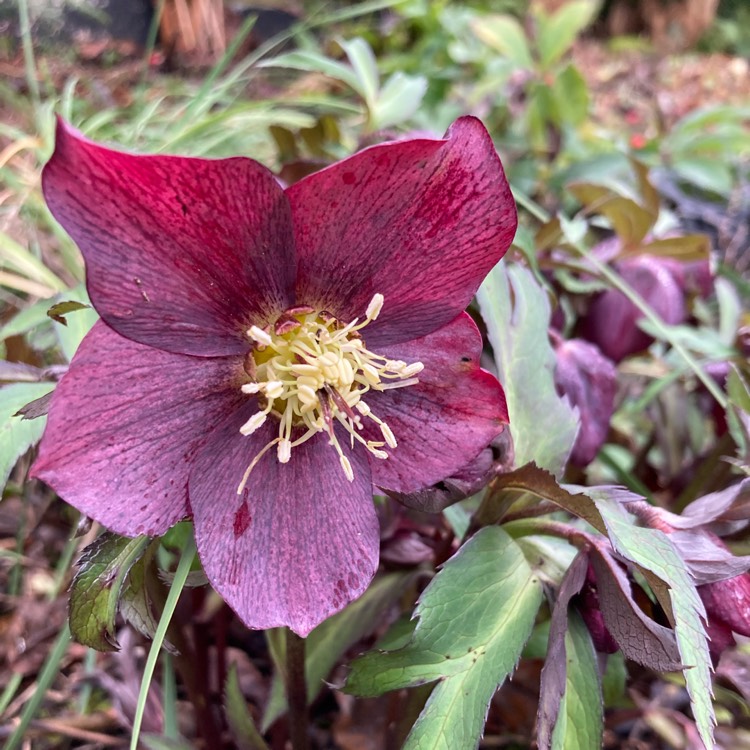 plant image 1729206 plant image 1729206