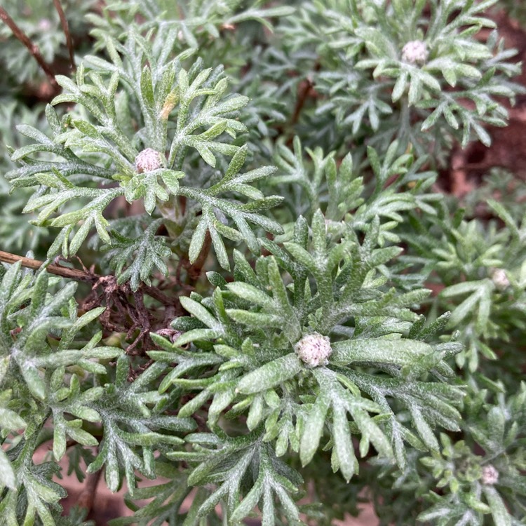 plant image 1730210 plant image 1730210
