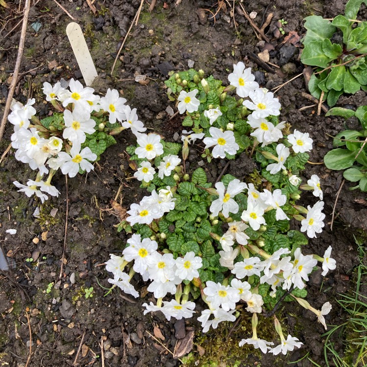 plant image 1731346