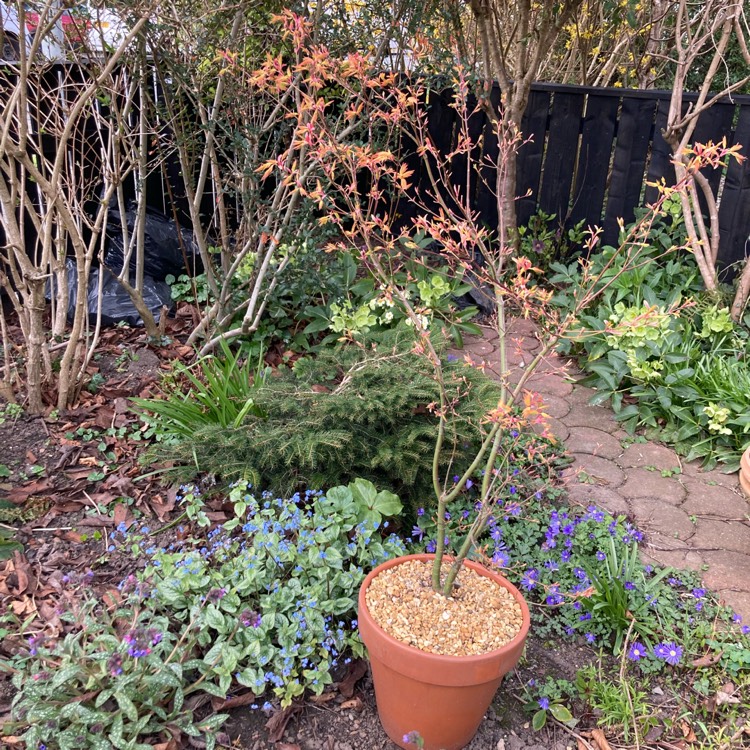 plant image 1731744