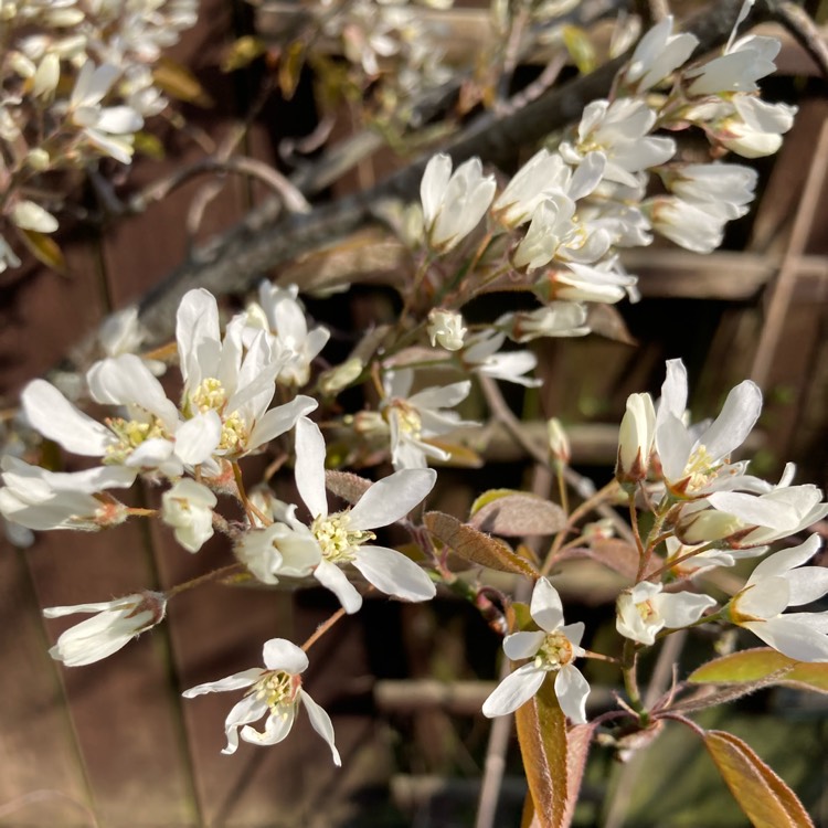 plant image 1731971