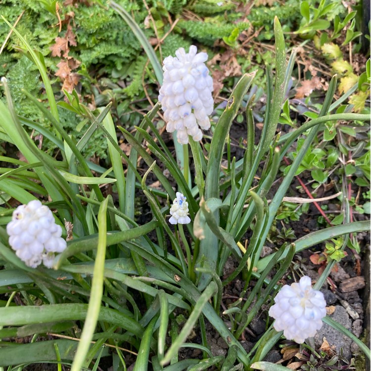 plant image 1732225