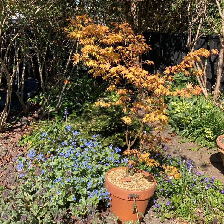 plant image 1732294