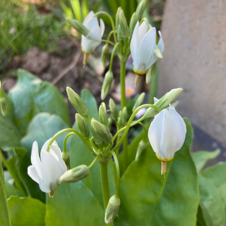 plant image 1732379
