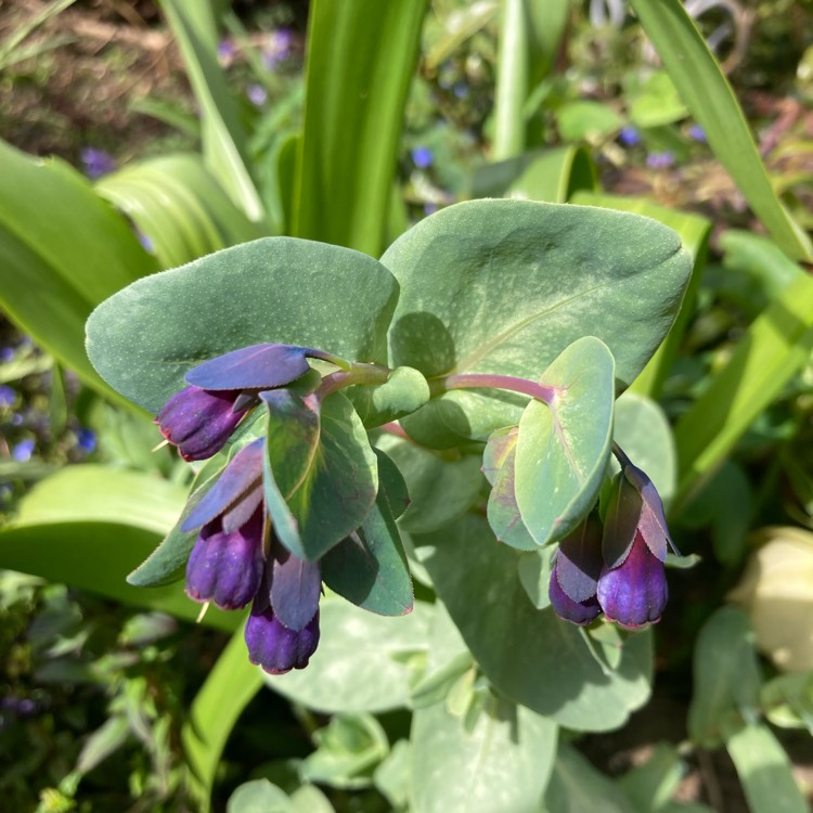 plant image 1732603 plant image 1732603