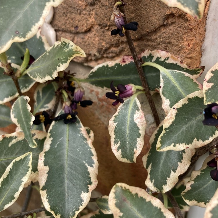 plant image 1732715