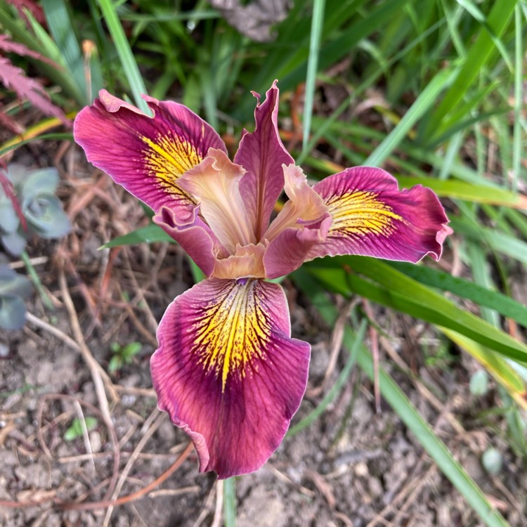 plant image 1733732 plant image 1733732