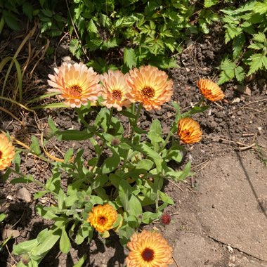 Joan's garden