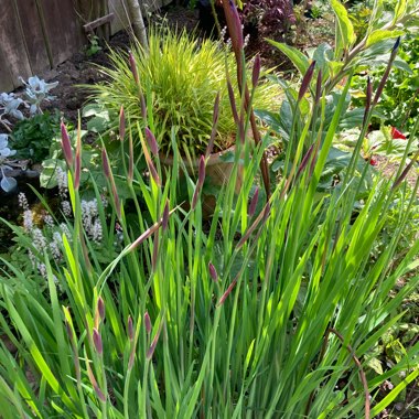 Siberian Iris