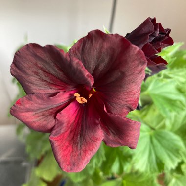 Joan's garden
