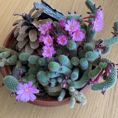 Joan's garden