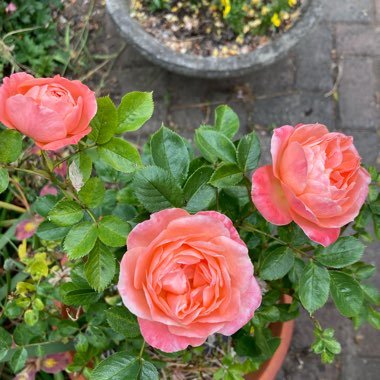 Rose 'Sweet Dream'