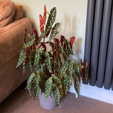 Wight's Spotted Begonia