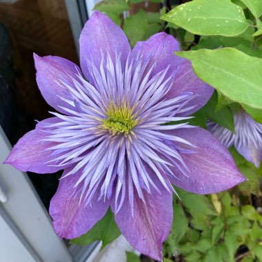 Joan's garden