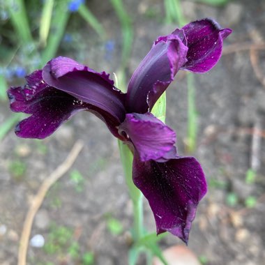 Black Iris