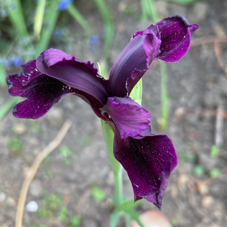 plant image 1734837 plant image 1734837