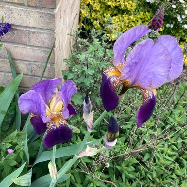 Joan's garden
