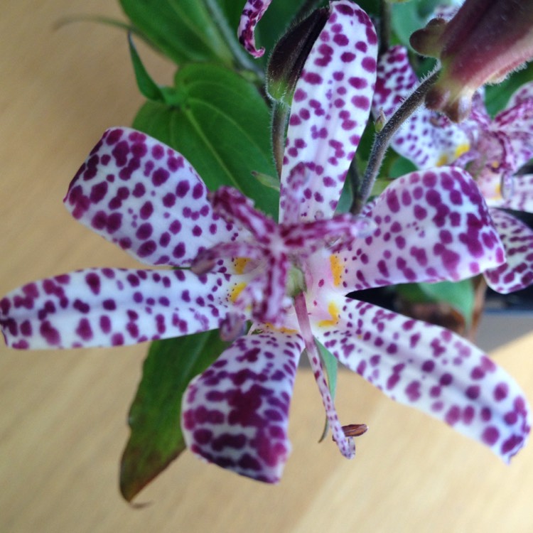 plant image 198694