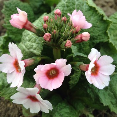 Primula Japonica 'Apple Blossom'