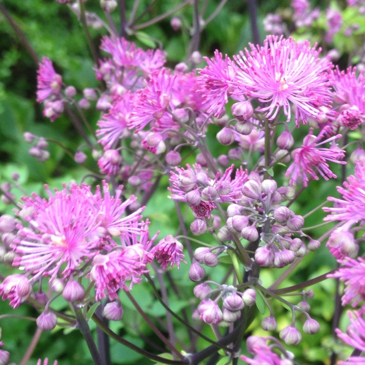 Plant image Thalictrum 'Black Stockings'