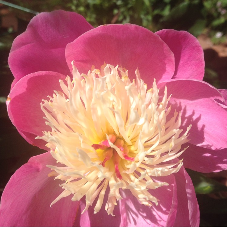 Plant image Paeonia lactiflora 'Bowl of Beauty'
