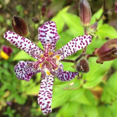 Tricyrtis formosana 'Pink Freckles'