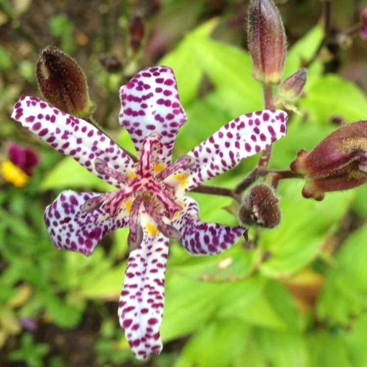 Plant image Tricyrtis formosana 'Pink Freckles'