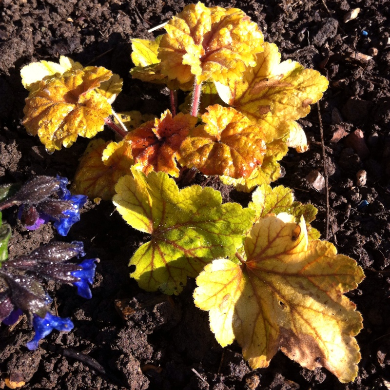 plant image 55213