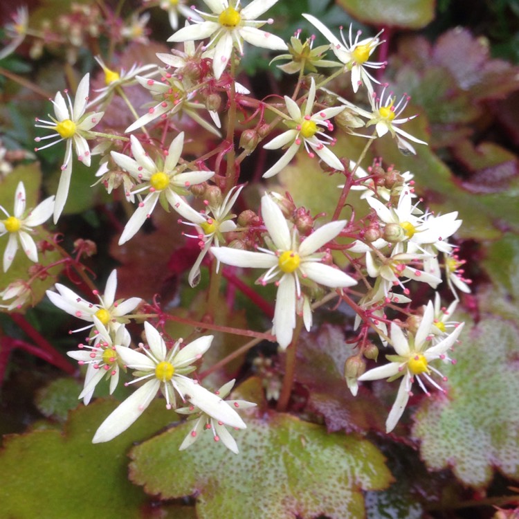 plant image 572611
