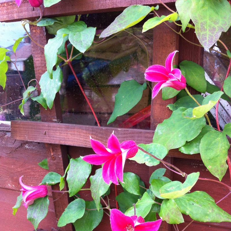 plant image 5728