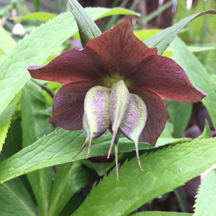 plant image 692495 plant image 692495