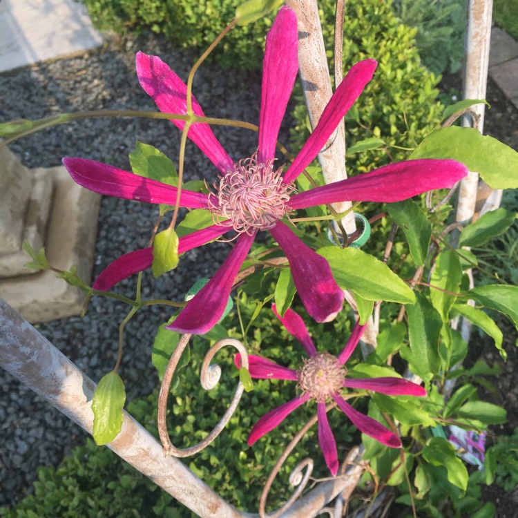 plant image 740769 plant image 740769