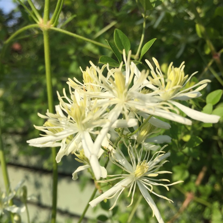 plant image 799094