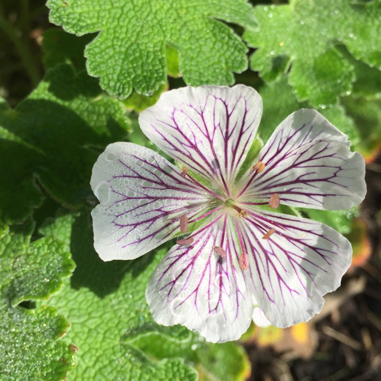Plant image Geranium renardii