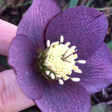 Helleborus x hybridus 'Blue Metallic Lady' (Lady Series)