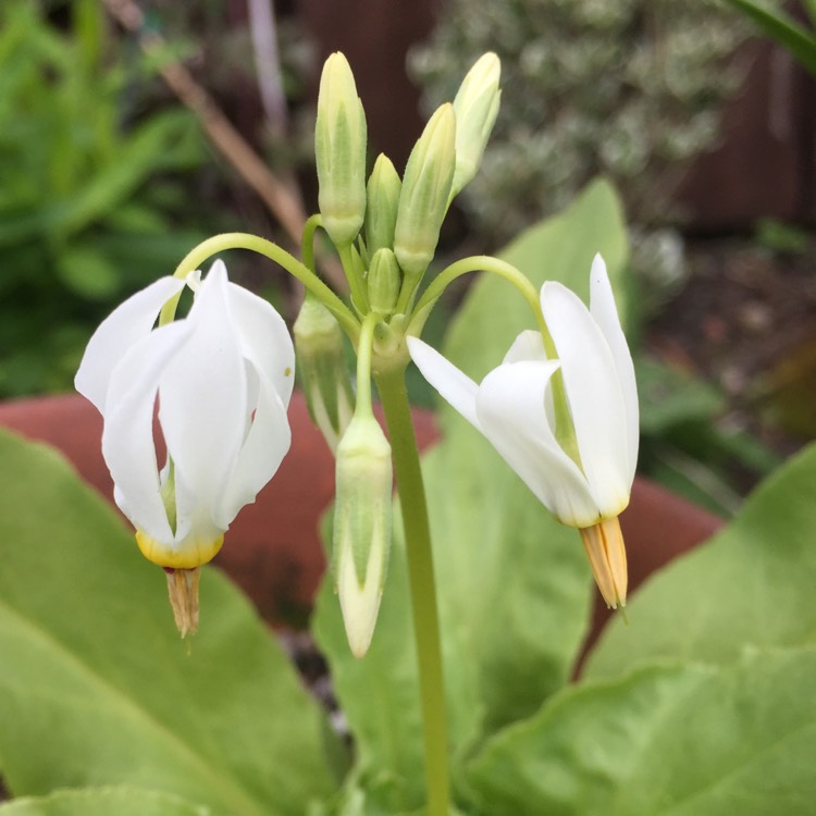 plant image 993798