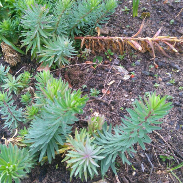 Plant image Euphorbia cyparissias 'Fen's Ruby'