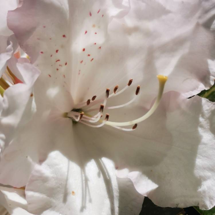 Plant image Rhododendron Degronianum subsp. 'Heptamerum'