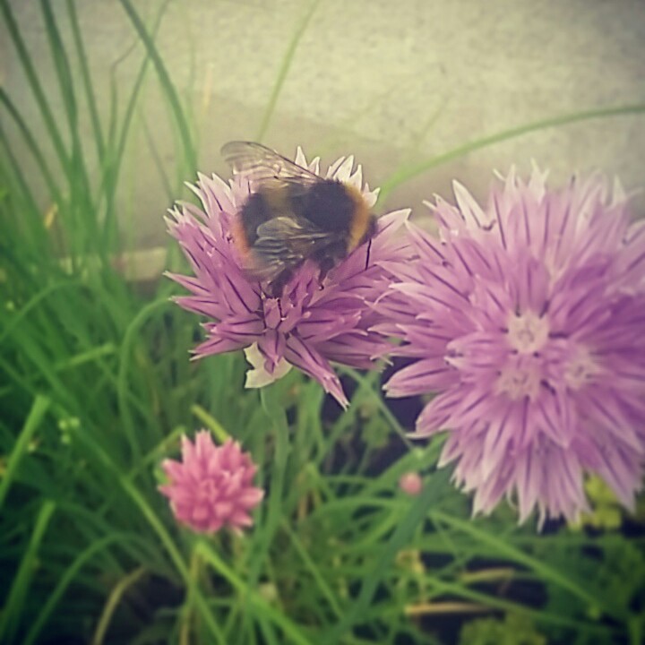 Chives