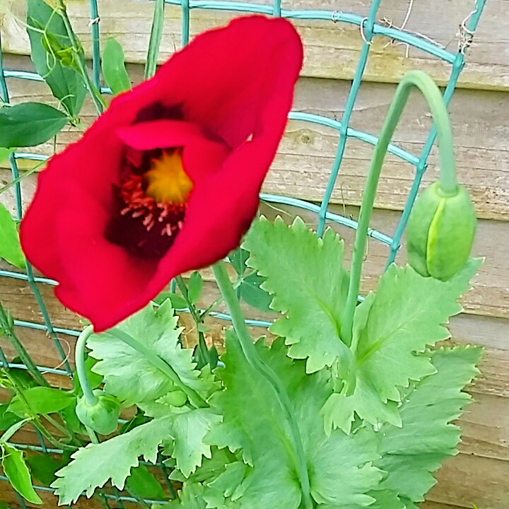 Oriental Poppy