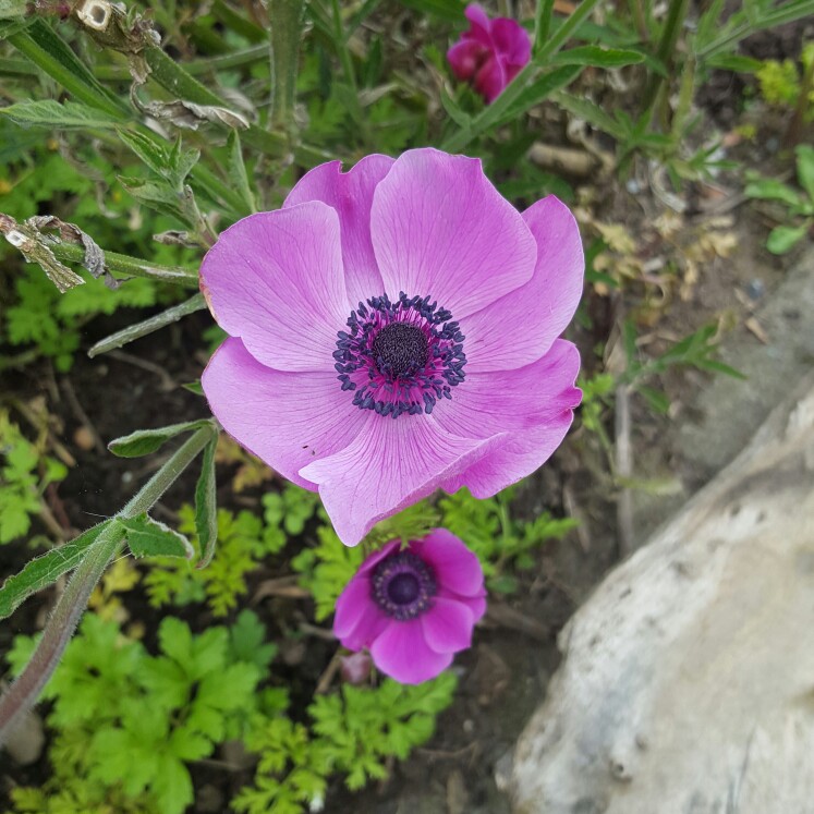 plant image 103213
