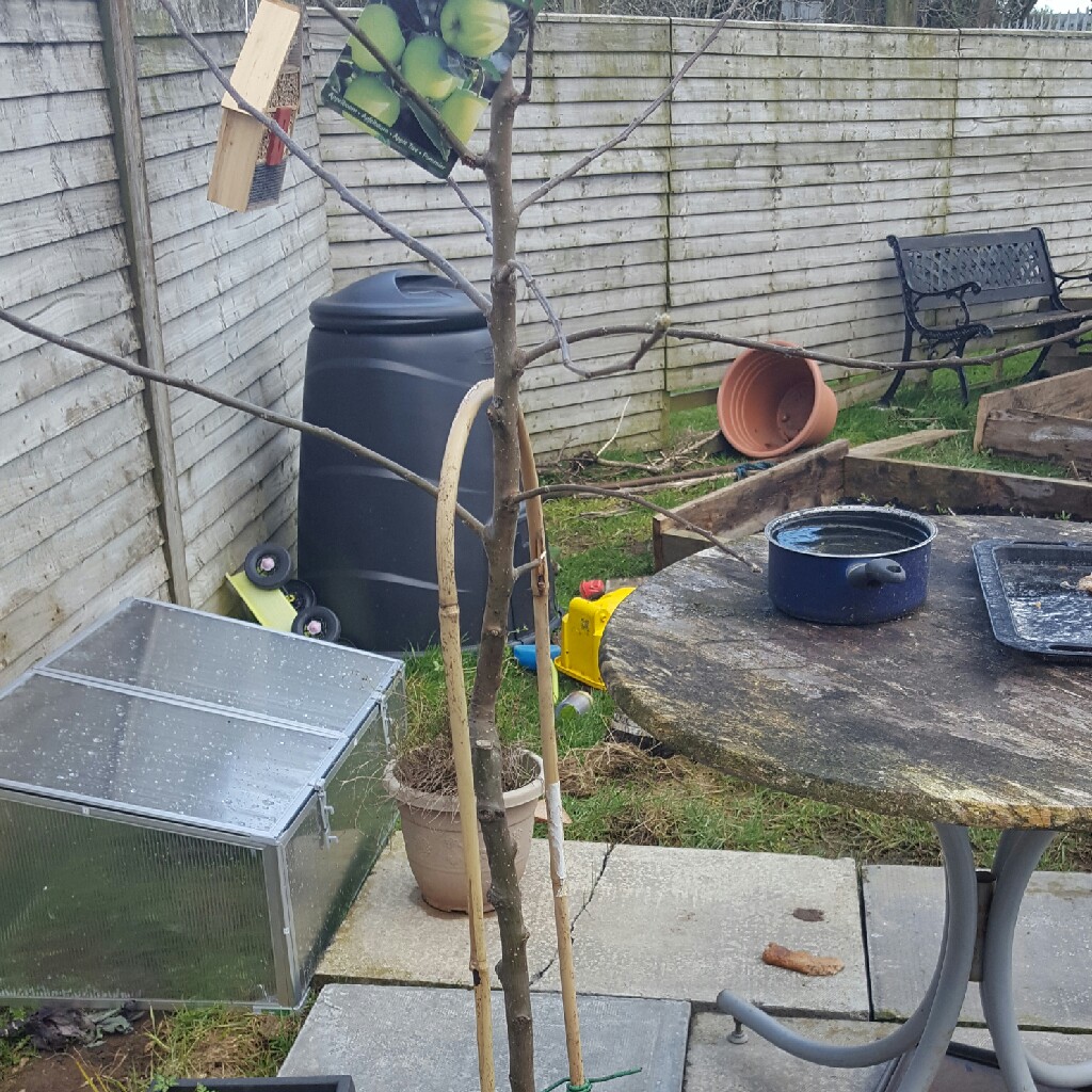 plant image 34903