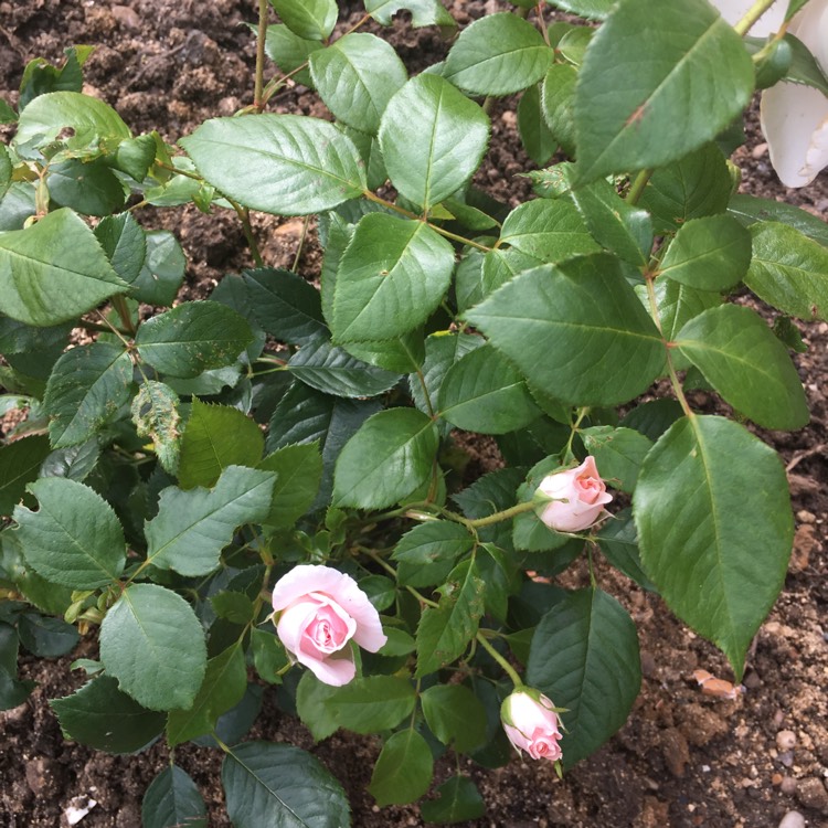 Plant image Rosa 'Peafanfare' syn. Rosa 'A Whiter Shade of Pale'