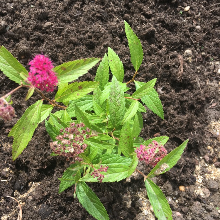 Plant image Spiraea japonica 'Candlelight'