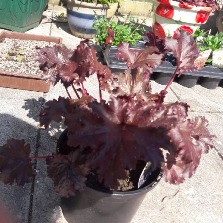 Plant image Heuchera 'Black Taffeta'
