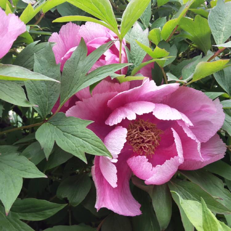 Plant image Paeonia x suffruticosa