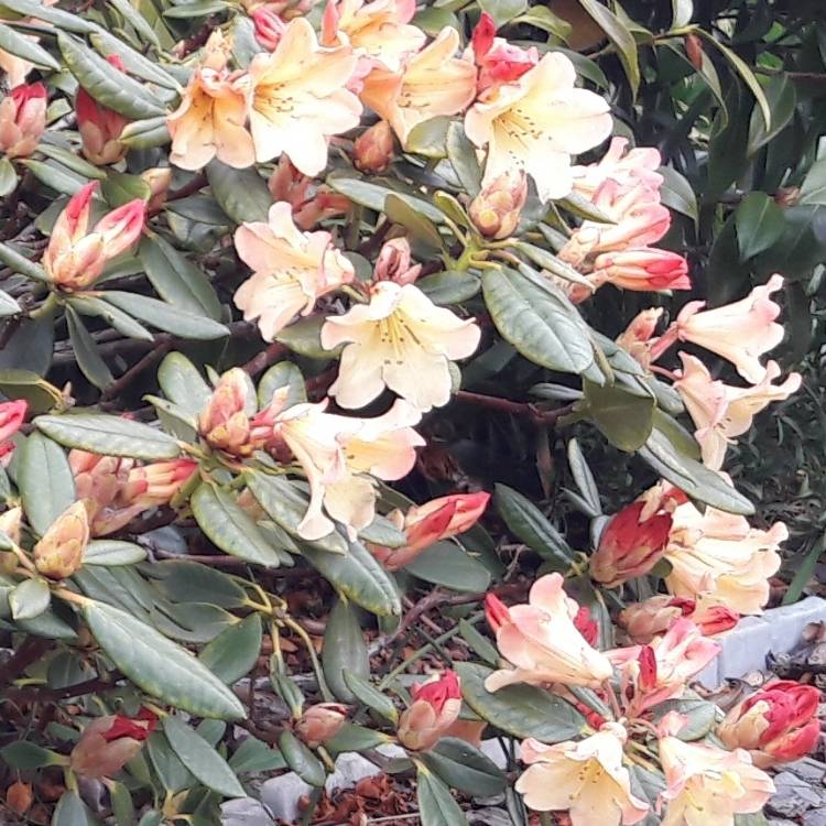 plant image 1028238